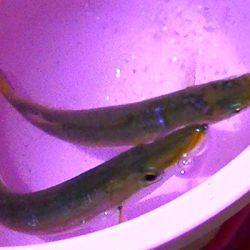 太刀魚、カマス、カサゴが好調！